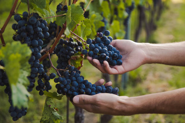 istock hand of a young man touching Grapes during harvest in a vineyard 1037406474