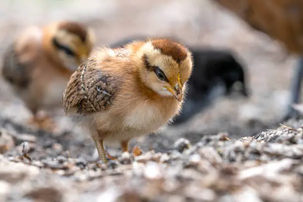 Little chicken walken free around in a farmyard in the spring