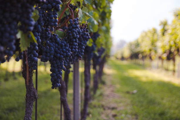 istock vineyard before harvest in a sunny day 1037406608