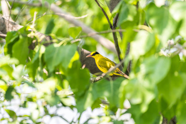 Bird (Black-Naped Oriole, Oriolus chinensi) yellow color perched on a tree in a nature wild