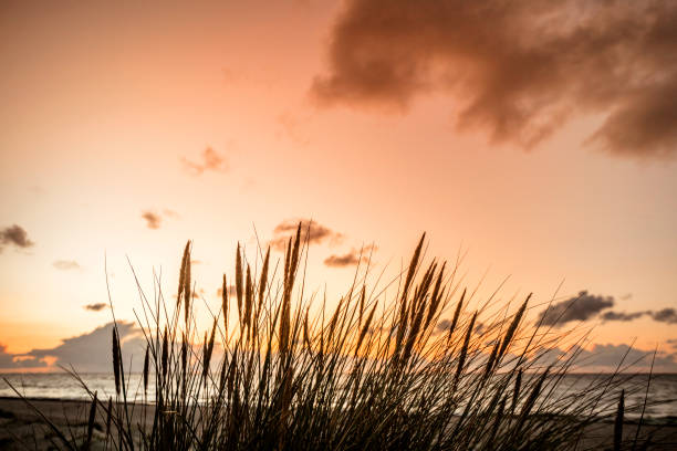 istock Sunset by the ocean with reed silhouettes 1037406688