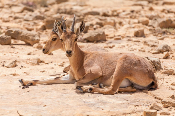 istock Nice view of Nubian ibex goat 1037406772