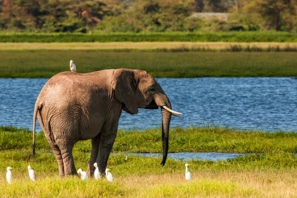 istock Elephant drinking water at Amboseli National Park with little egrets 1037409212