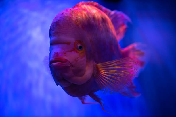Close up portrait of red fish on blue background sea pets aquarium