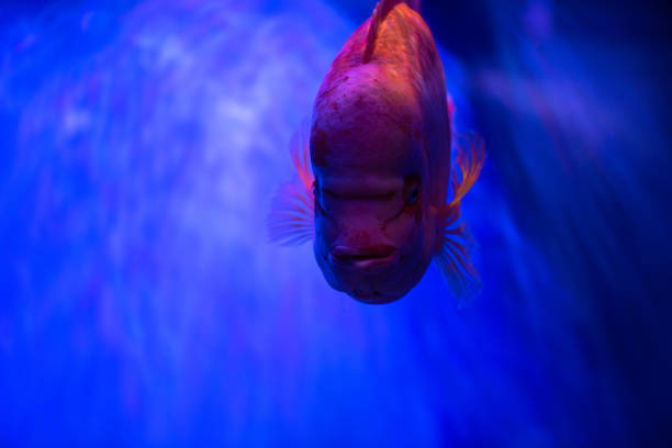 Close up portrait of red fish on blue background sea pets aquarium