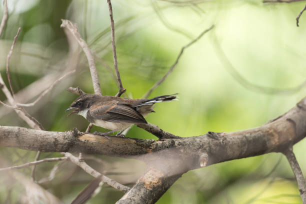 istock Bird (Malaysian Pied Fantail) in a nature wild 1037409858