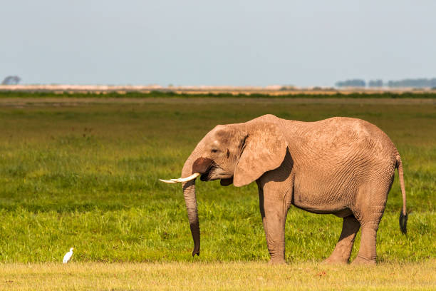 istock Elephant drinking water at Amboseli National Park with little egret 1037409944