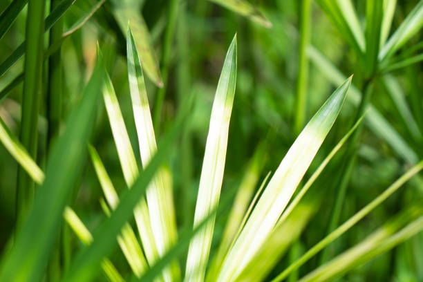 Closeup Green leaf nature for background . green tree leaves.