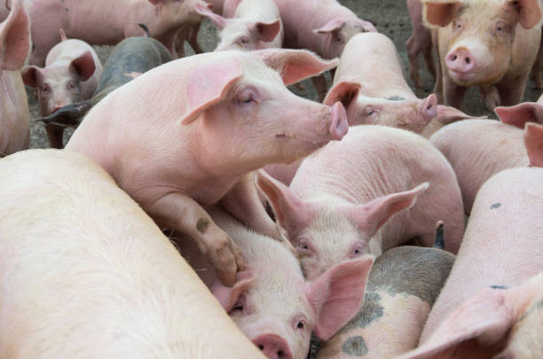 istock The farm pigs. Livestock breeding. 1037410572