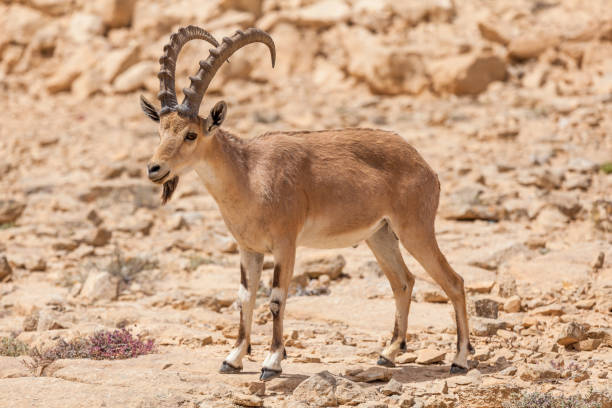 istock Nice view of Nubian ibex goat 1037415650