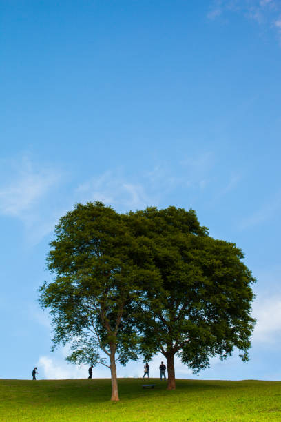istock Big tree on top of mountain with clear sky background 1037437098