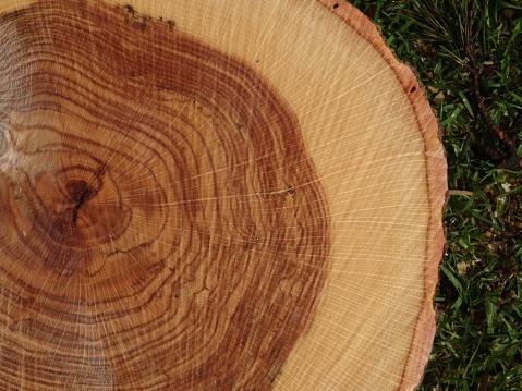 Tree Stump Rngs Tree Stump Rings Close Up Stock Photo - Download Image Now - Abstract ...