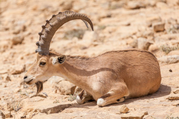 istock Nice view of Nubian ibex goat 1037444414