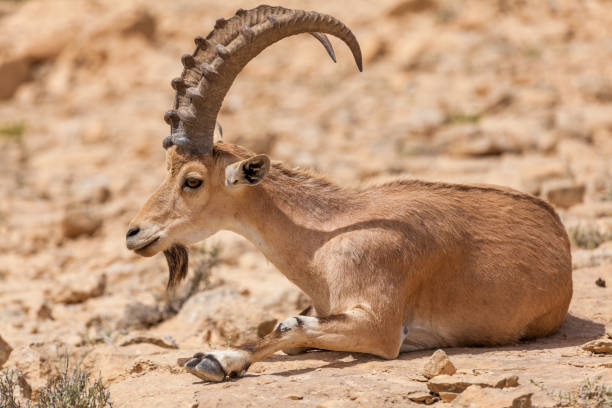 istock Nice view of Nubian ibex goat 1037444896