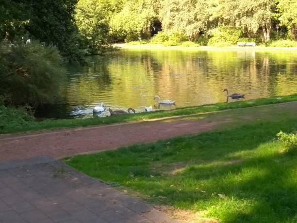 istock Superb wild swan lake summer 1037450694
