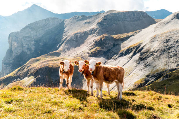 giovani bovini su un pascolo sopra la valle di lauterbrunnen, oberland bernese, svizzera - bernese oberland foto e immagini stock