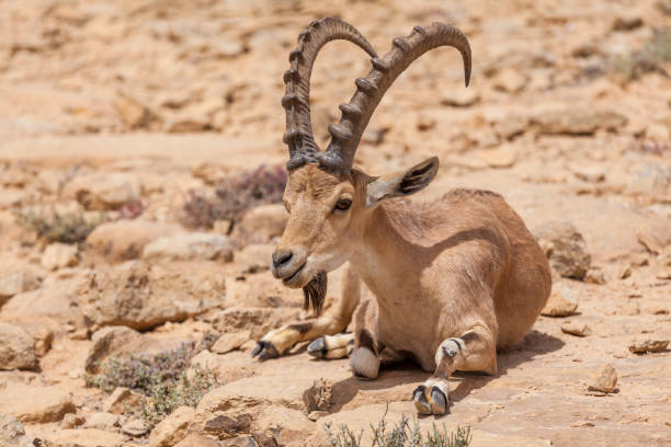 istock Nice view of Nubian ibex goat 1037454652