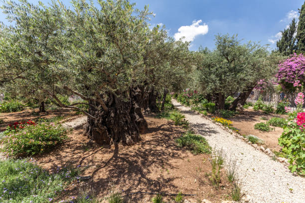 istock Nice view of garden Gethsemane 1037456034