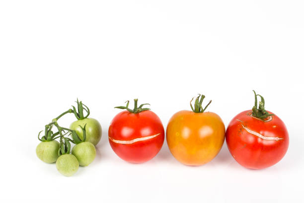 istock 3 Split, cracked tomatoes due to rain after drought, with small green tomatoes grape. Gardening problem. 1037462676