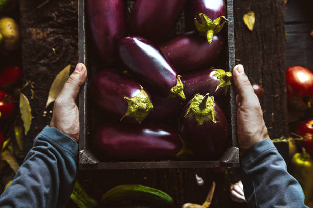 Farmer with aubergine. Fresh Organic Egg Plant. stock photo
