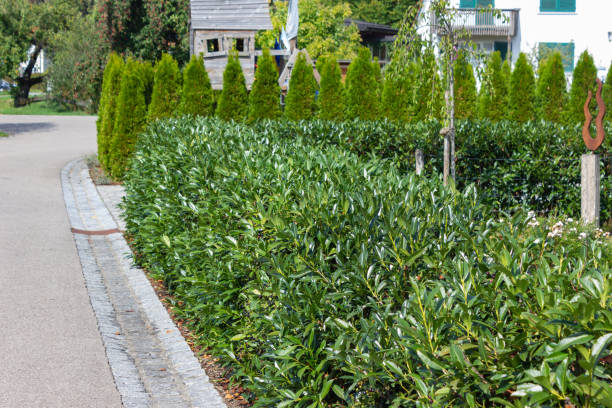 istock modern garden area green village 1037463424