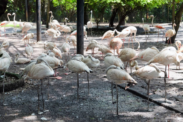 istock Greater flamingo 1037470056