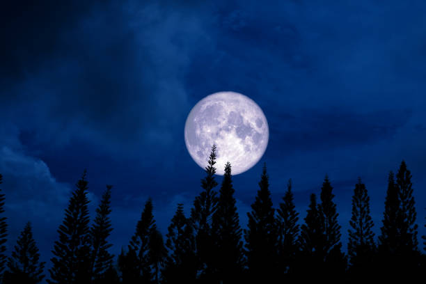 istock full moon back silhouette pine in dark night sky 1037476414