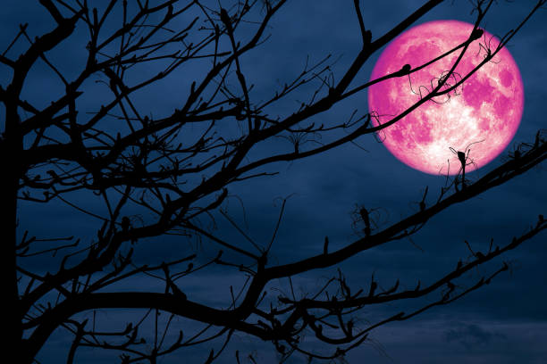 istock full pink moon back silhouette branch dry tree night cloud 1037476446