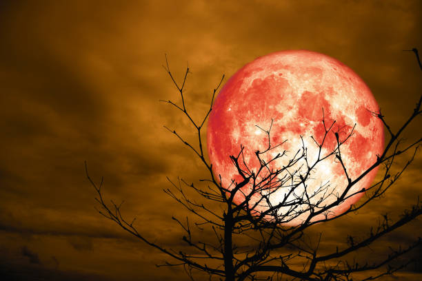 istock full red moon back silhouette branch dry tree night cloud sky 1037476506