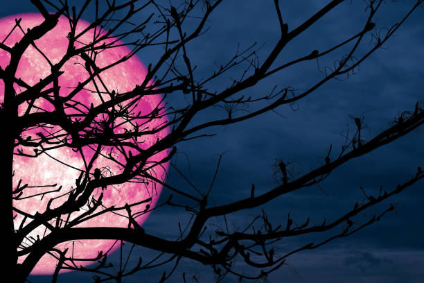 istock super full pink moon back silhouette branch dry night cloud 1037476990