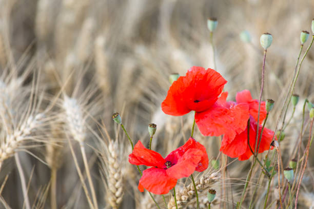 istock Poppies In Rye Field 1037479696