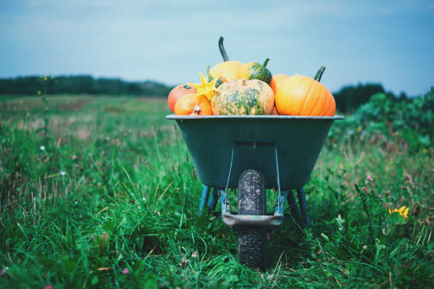 istock Different kind of pumpkins in wheelbarrow 1037480108