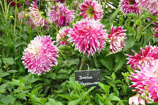 Lovely pink cactus Dahlia flowers growing in the English garden.