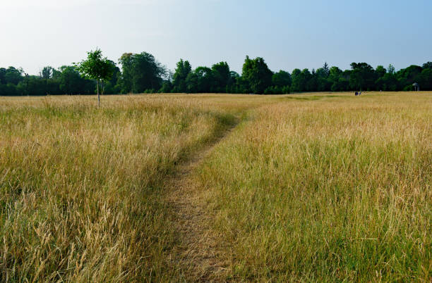 istock Countryside in Ireland 1037483838