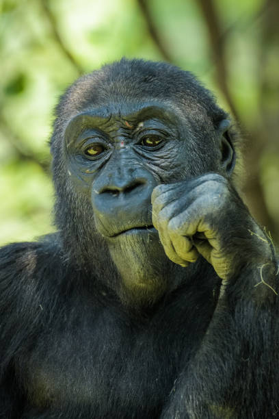 young gorilla - gorilla zoo animal silverback gorilla imagens e fotografias de stock