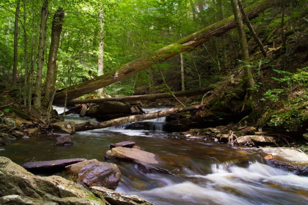 istock Waterfall And Fresh Water Stream Flowing Through Forest Landscape 1037501554