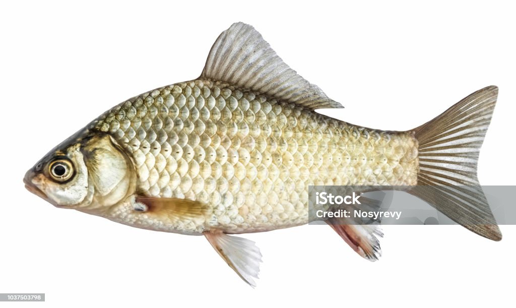 Fish, isolated with scales, river crucian carp Fish Stock Photo