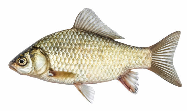fish, isolated with scales, river crucian carp - freshwater fish imagens e fotografias de stock