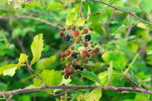 istock Ripening blackberry in garden 1037510086