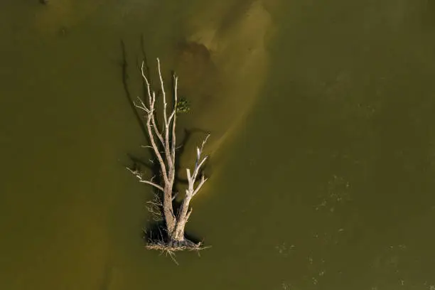 Drone shot of a big dead tree trunk drifted by the river during flood times. Directly photographed from above on Mavic 2 Pro with Hasselblad camera.