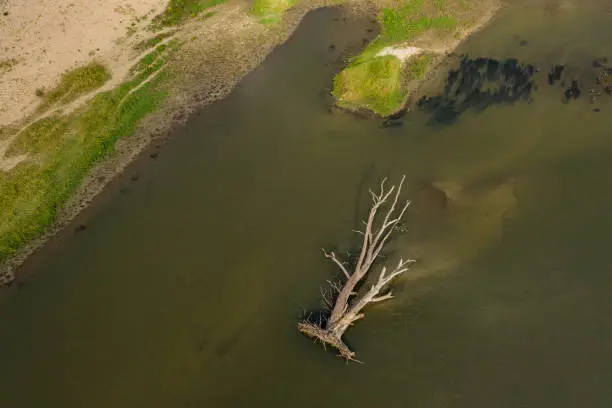 Drone image, photographed directly above a wild river with a huge dead tree trunk near the sandy shore, ideal as e background for enviromental issues. Shot on Mavic 2 Pro with Hasselblad camera