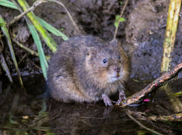 istock Water Vole on Titchfield Canal 1037513354