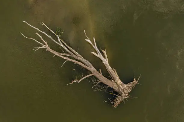 Drone image, photographed directly above a wild river with a huge dead tree trunk diagonally composed, the shot is ideal as e background for environmental issues. Shot on Mavic 2 Pro with Hasselblad camera