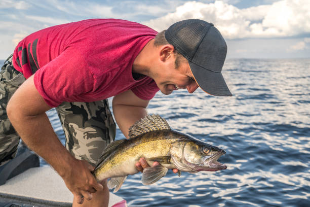 Happy fisherman with walleye zander fish trophy at the boat Happy fisherman with walleye zander fish trophy at the boat actinopterygii stock pictures, royalty-free photos & images