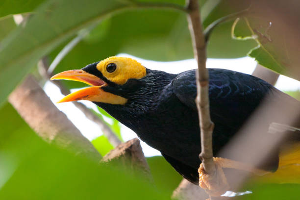 myna colorato myna bird closeup giallo seduto sull'albero - papua new guinea foto e immagini stock