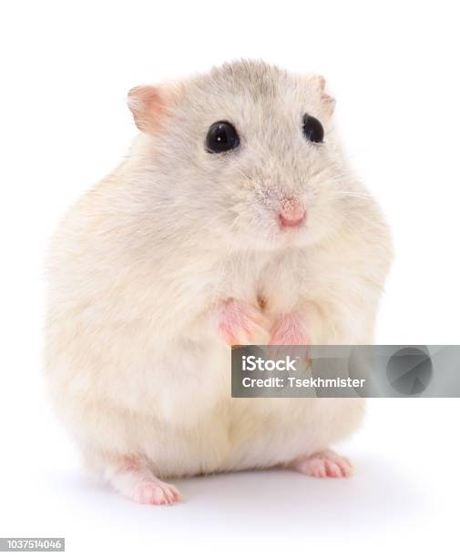Small Domestic Hamster Stock Photo - Download Image Now - Animal, Cute, Domestic Animals - iStock Small Domestic Hamster Stock Photo - Download Image Now - Animal, Cute, Domestic Animals - iStock