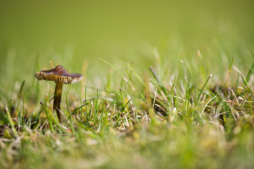 Macro Image of Mushroom growing in the grass