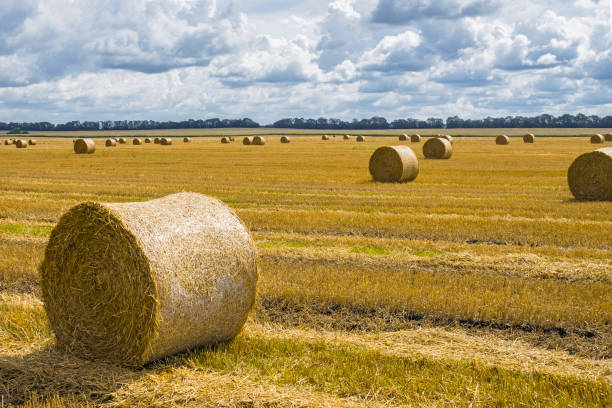 istock Haystack and straw stacks on cleaned field. Agricultural autumn landscape 1037516788