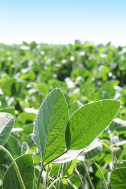 istock Soybean green leaves in sunlight. 1037517270