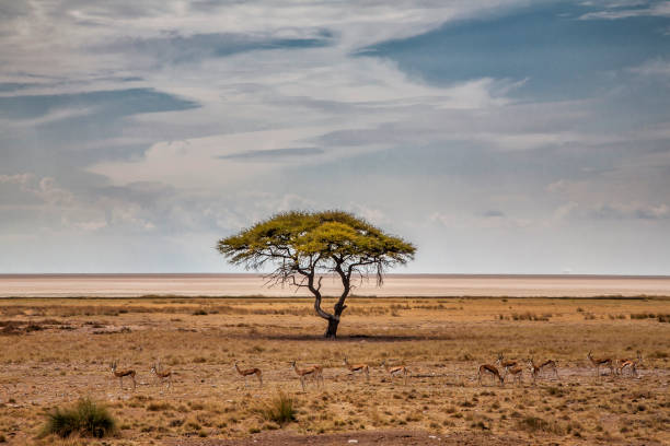 Sprongbok and a tree at Etosha Pan with a beautiful sky at the beginning of the rainy season in Etosha National Park in Namibia